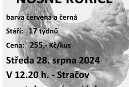 Prodej kuřic 28.8.2024